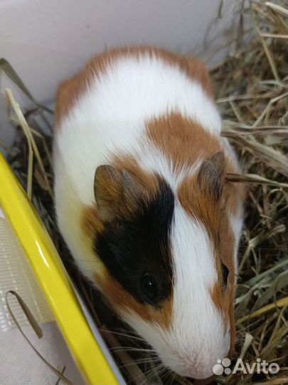 Морская свинка