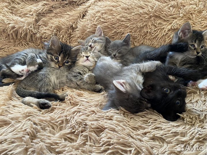 Котята в добрые руки