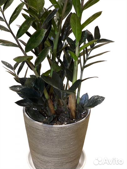 Замиокулькас черный равен