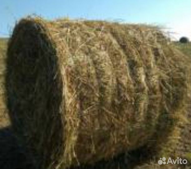 Сено в тюках