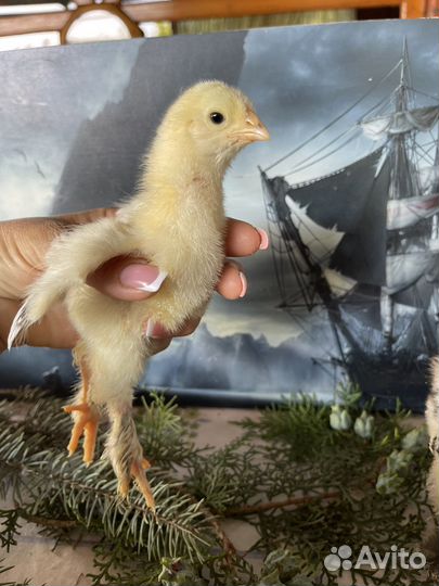 Цыплята суточные Брама, Амераукана