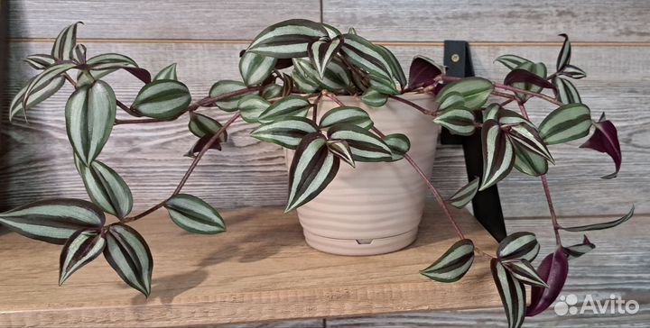 Традесканция