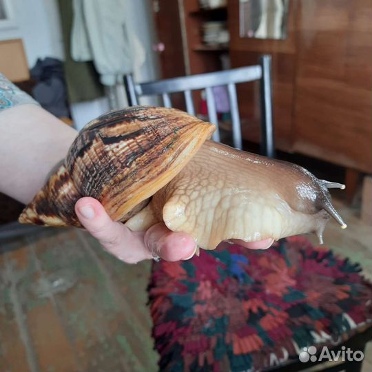 Улитки ахатины бесплатно