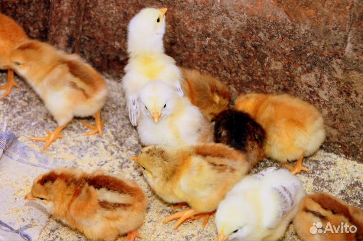 Цыплята кур несушек