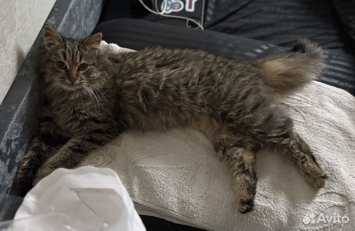 Отдам котенка в добрые руки