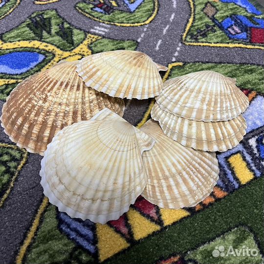 Ракушка морского гребешка