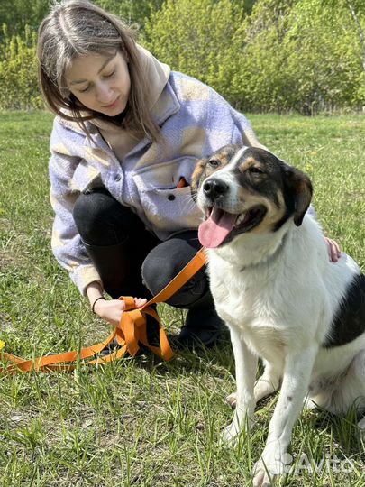Собака улыбака из приюта верит в чудо