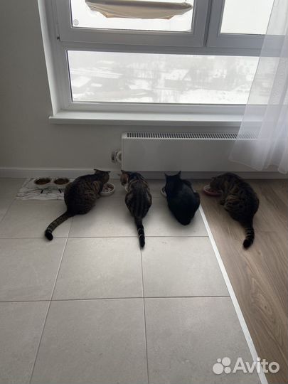 Кошки День с кошками