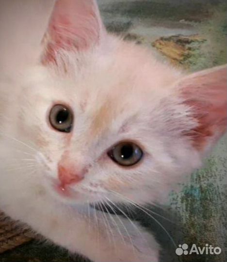 Котята мальчики