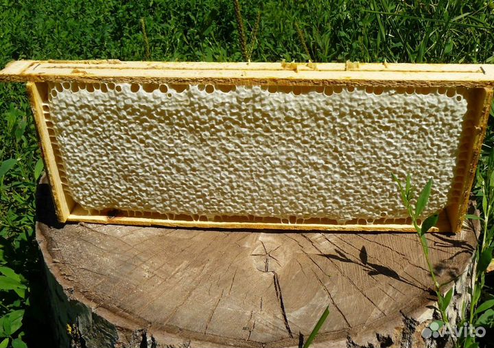 2024 Мед натуральный с Алтая опт