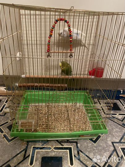 Попугаи волнистые бесплатно