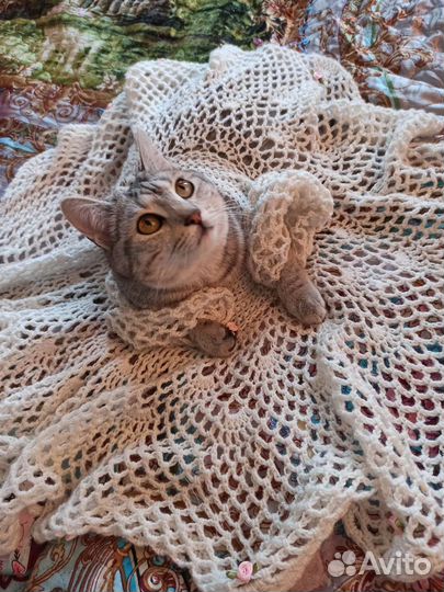 Отдам кошку Бобтейл и кота