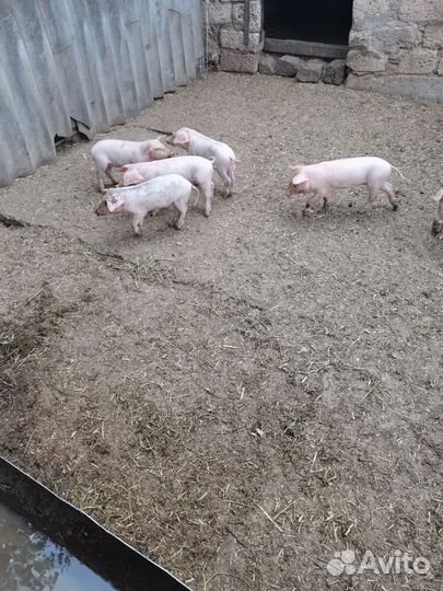 Поросята породы ландрас