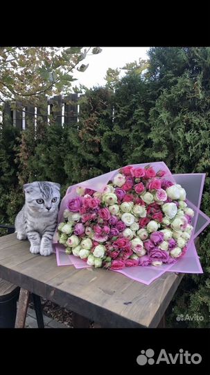 Кустовые розы, пионовидные