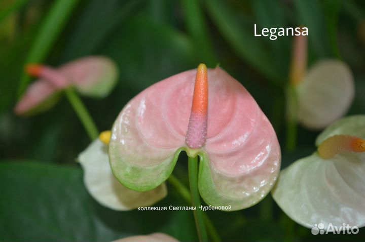 Антуриум Legansa (Леганза)