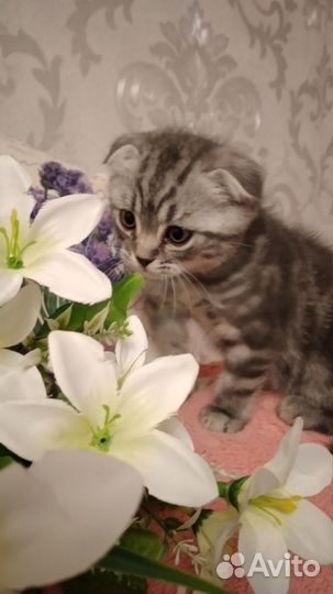 Шотландская вислоухая