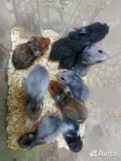 Сирийские и джунгарские хомяки