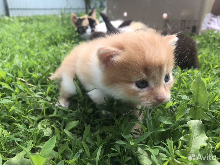 Котята в добрые руки