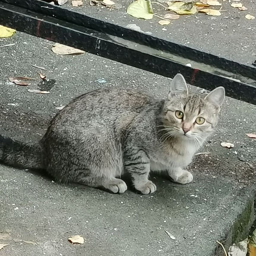 Котенок девочка живёт в подвале