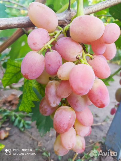 Продам черенки винограда