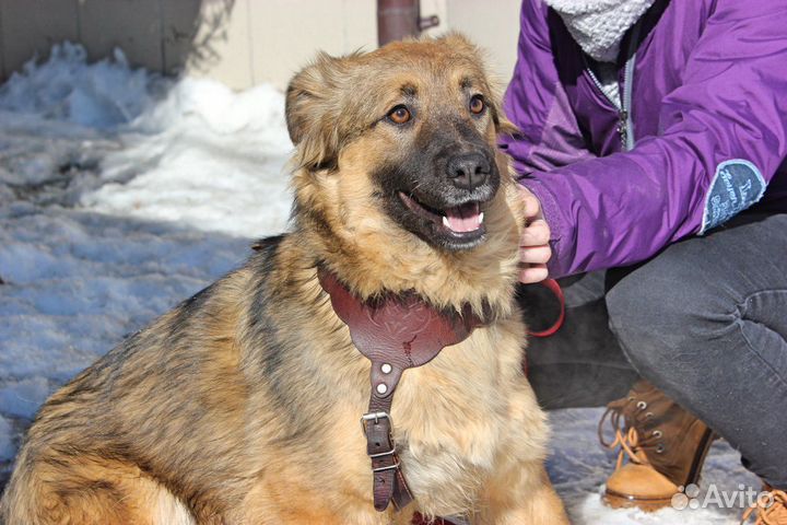 Красивая небольшая собака в дар, Аглая