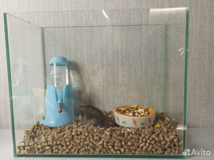 Джунгарский хомячок с аквариумом