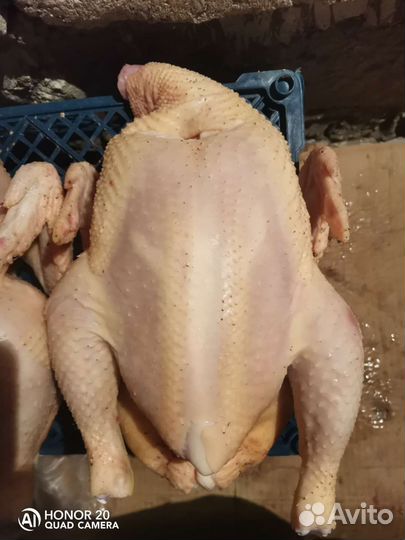 Мясо домашнего бройлера