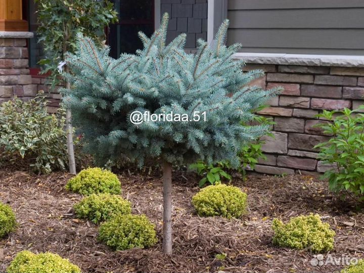 Озеленение