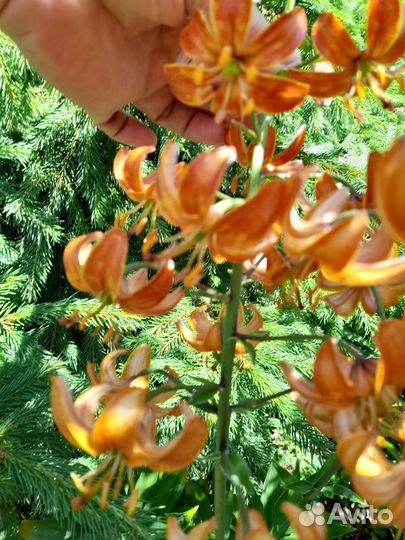 Лилия мартагон