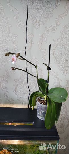 Орхидея фаленопсис