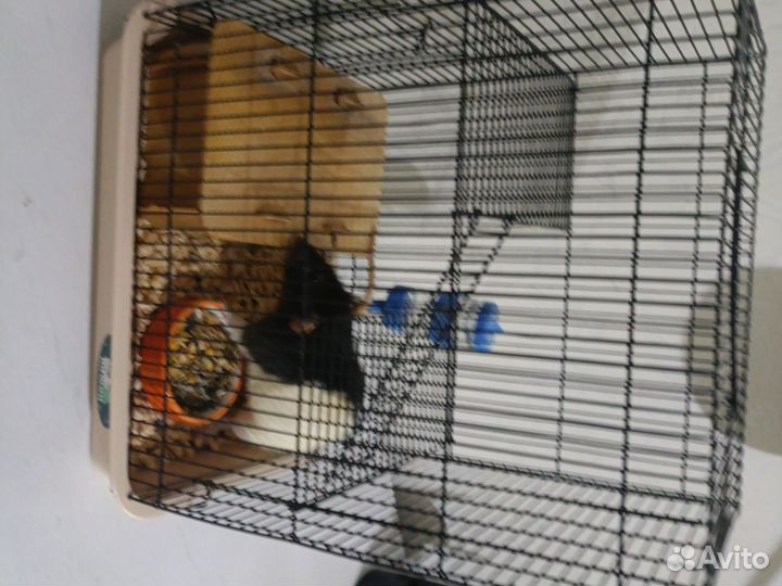 Декоративная крыса с клеткой