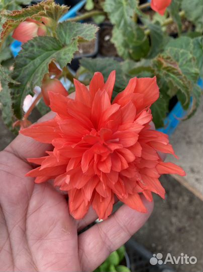 Бегония белекония