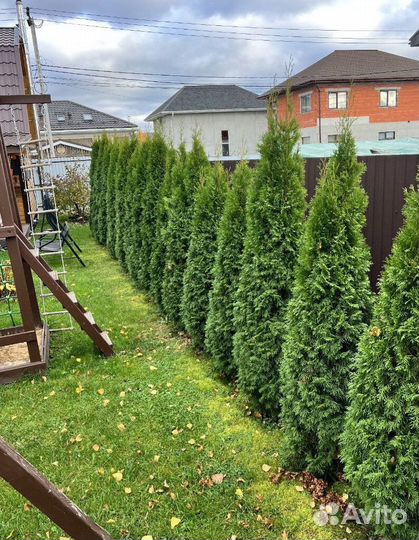 Туя Смарагд из питомника с доставкой