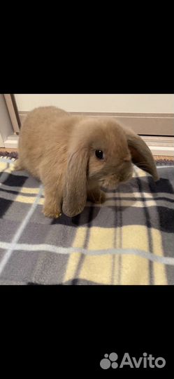 Карликовый кролик минилоп