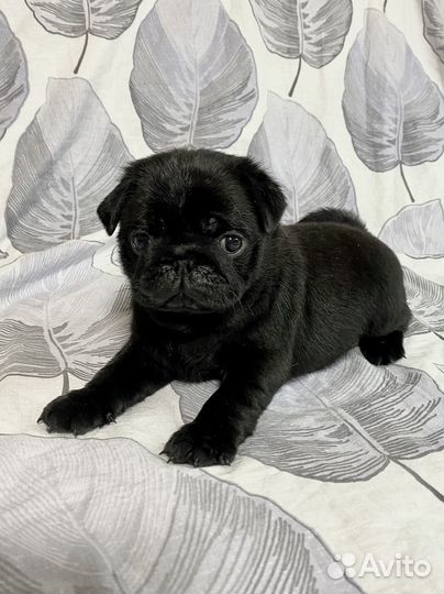 Щенки мопса