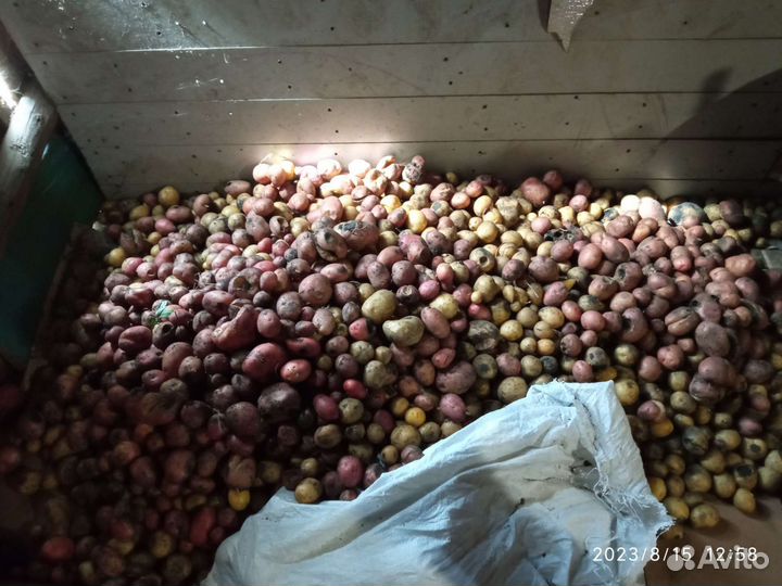 Мелкая картошка