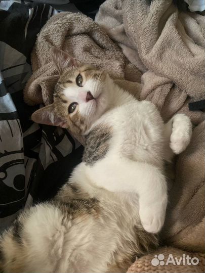 Отдам домашнюю кошечку в добрые руки