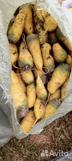 Желтая морковь