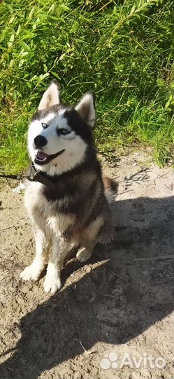 Собака хаски в добрые руки