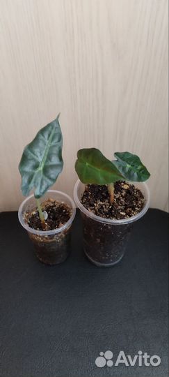 Алоказия полли синуата