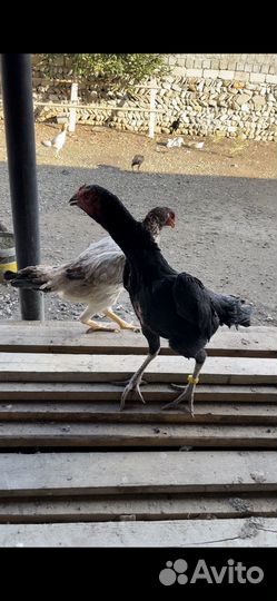 Бойцовые куры