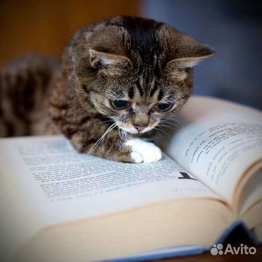 Помощь в сдаче мцко, огэ, егэ