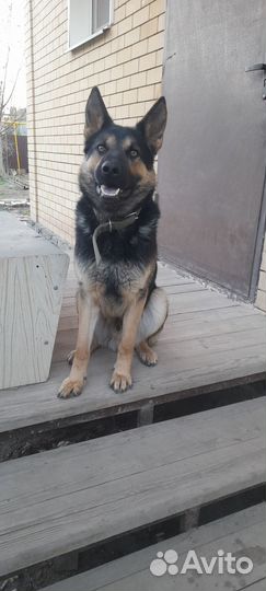 Немецкая овчарка