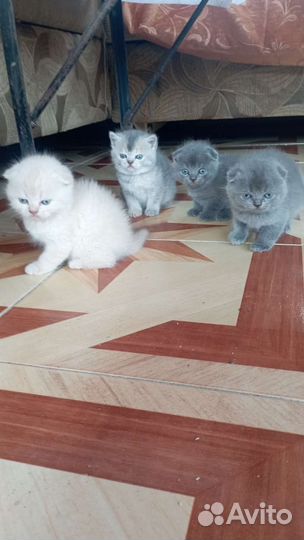 Очень милые красивые котята