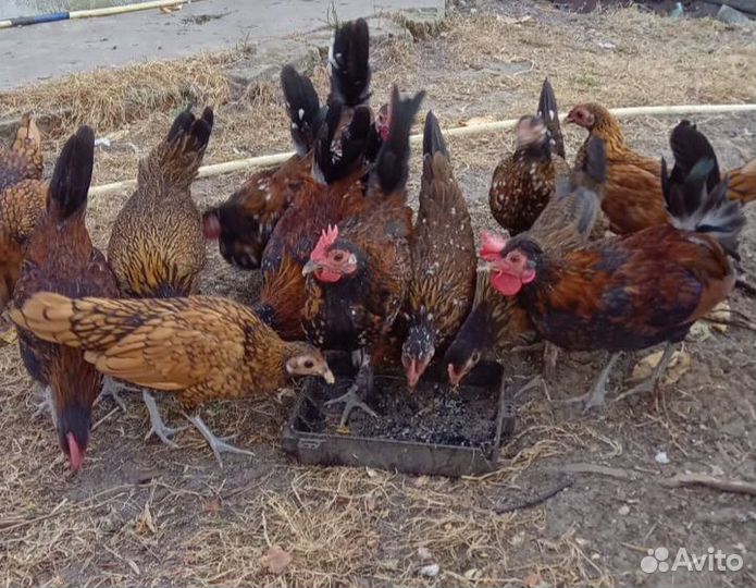 Куры сибрайт