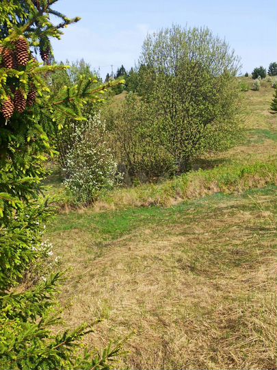 Участок 13,02 га (ИЖС)