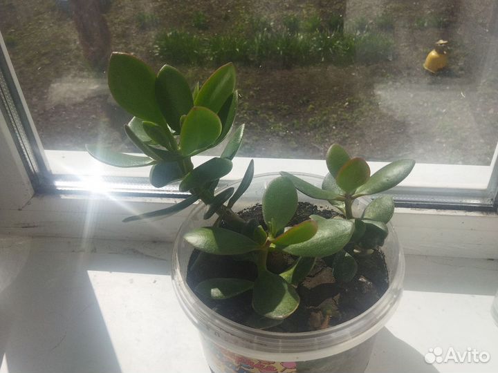 Комнатные растения