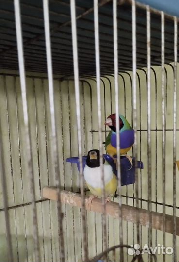 Амадины Гульда