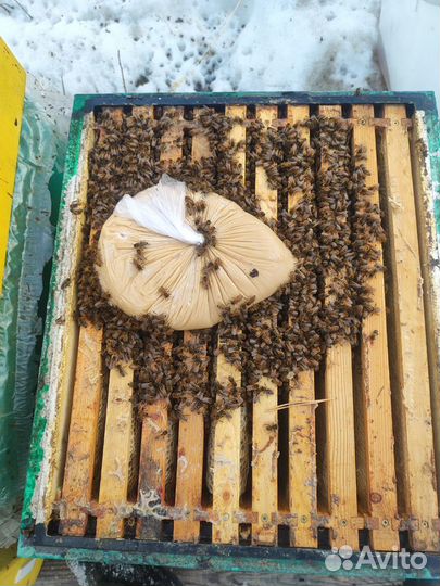 Пчелопакеты, отводки, пчеломатки