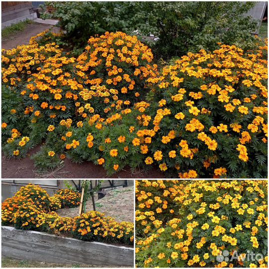 Рассада бархатцы низкорослые